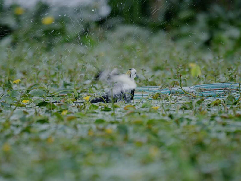 總氮水質在線自動監測儀原理