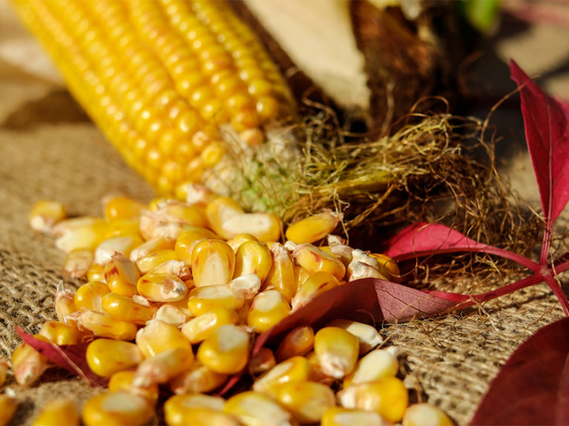 什么是嘔吐毒素（糧食嘔吐毒素的產生與限量要求）